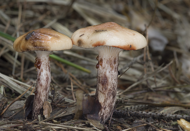 Gomphidius maculatus